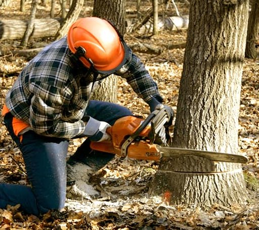 Tree Removal in Pentress, WV